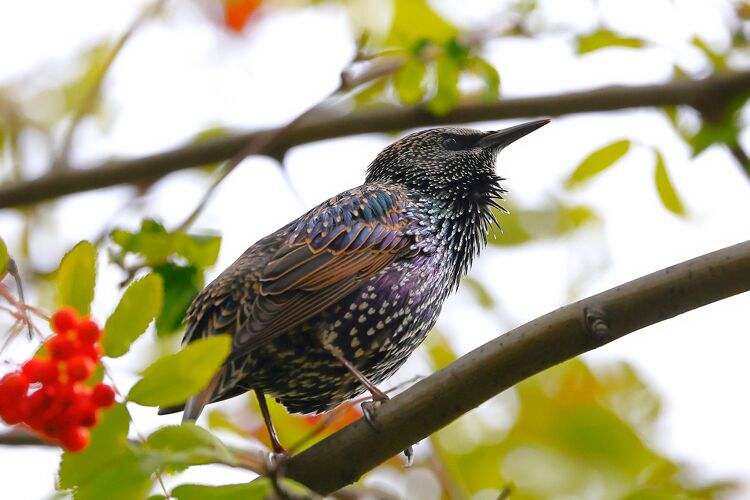 De spreeuw heeft een mooie gloed op zijn veren.